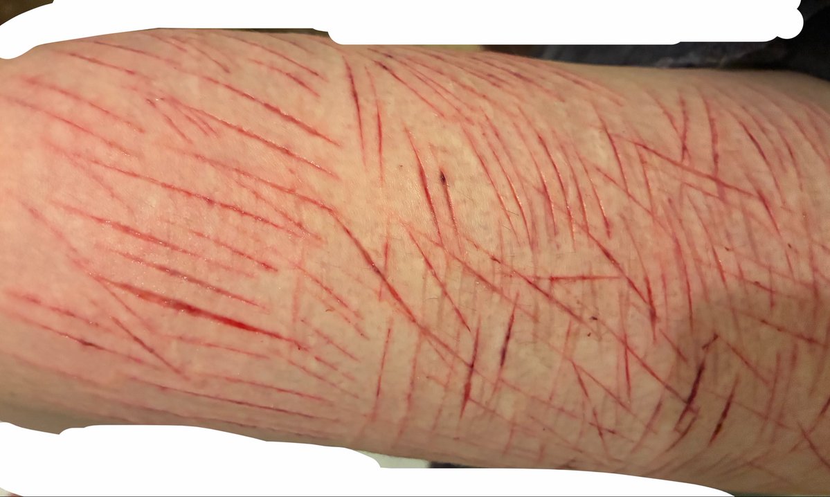 Zooble of shedtwt tweet media