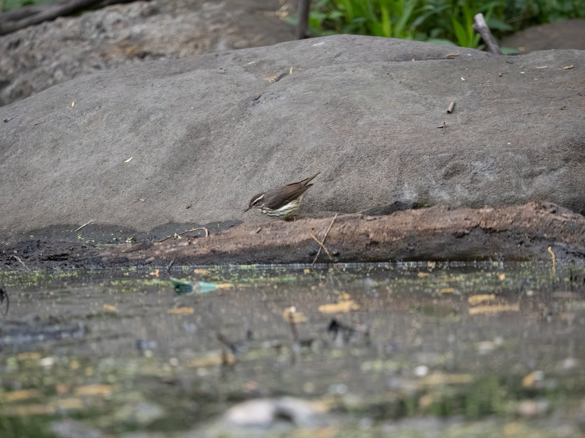 RichieVitale's tweet image. A Green Heron, a Louisiana Waterthrush, and a Northern Rough-winged Swallow all at the western corner of the Pool today…and just a short walk away was the Hooded Warbler!

#birdcpp #birding #birdwatching #CentralParkNYC