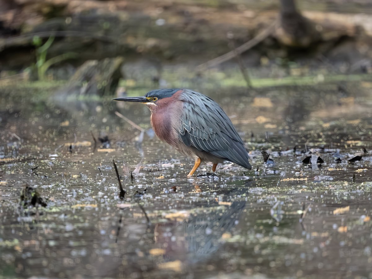 RichieVitale's tweet image. A Green Heron, a Louisiana Waterthrush, and a Northern Rough-winged Swallow all at the western corner of the Pool today…and just a short walk away was the Hooded Warbler!

#birdcpp #birding #birdwatching #CentralParkNYC
