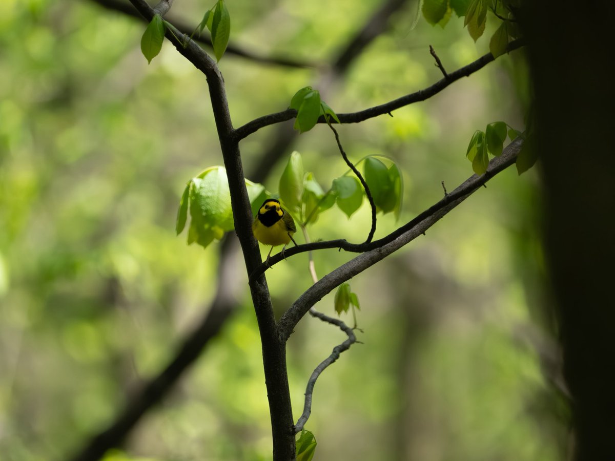 RichieVitale's tweet image. A Green Heron, a Louisiana Waterthrush, and a Northern Rough-winged Swallow all at the western corner of the Pool today…and just a short walk away was the Hooded Warbler!

#birdcpp #birding #birdwatching #CentralParkNYC