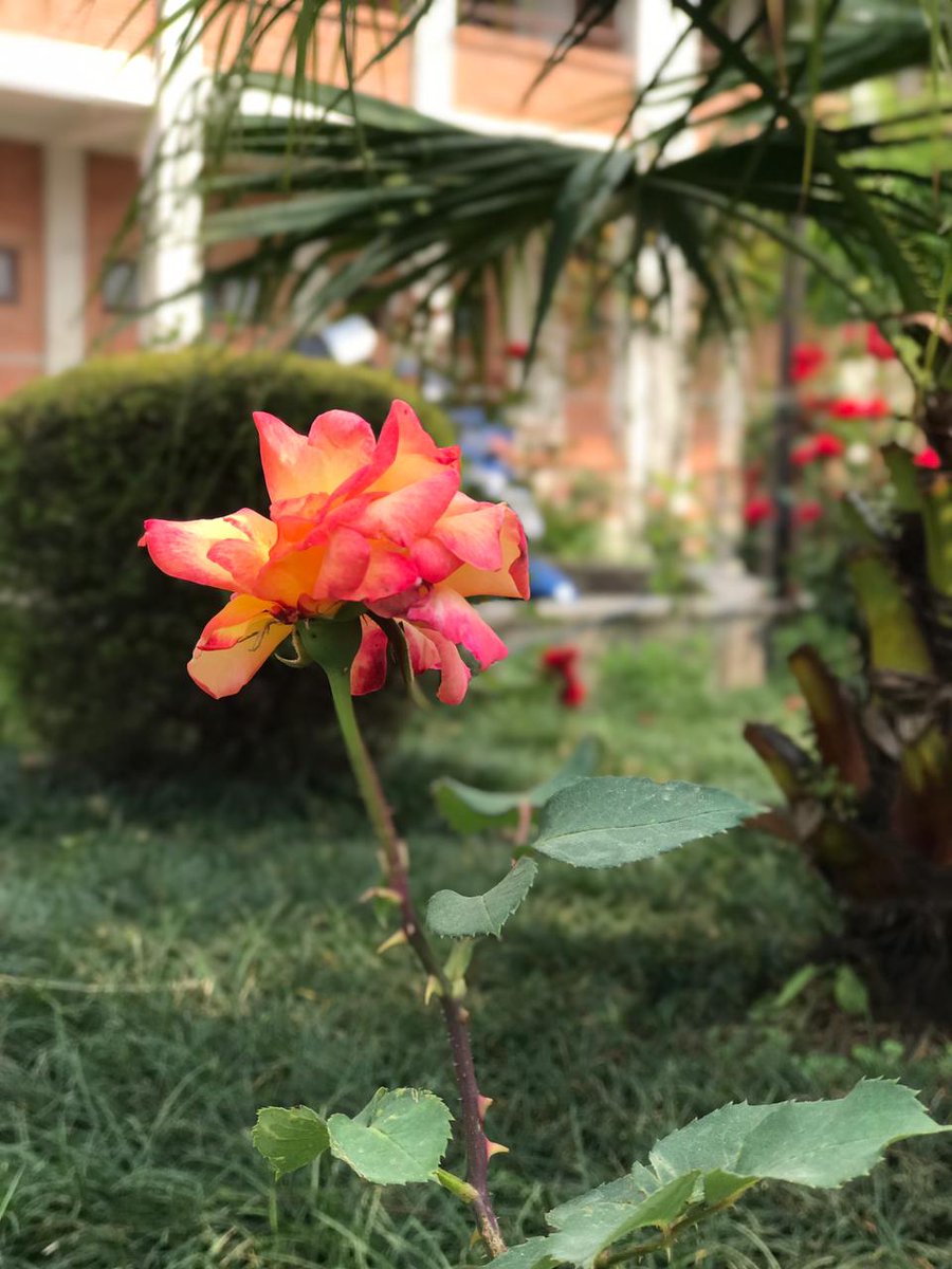 शुभ बिहानी 🌻🌼🍂🍁❤️🌿