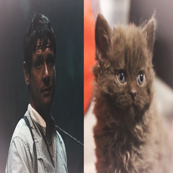 Sugarbread tweet media