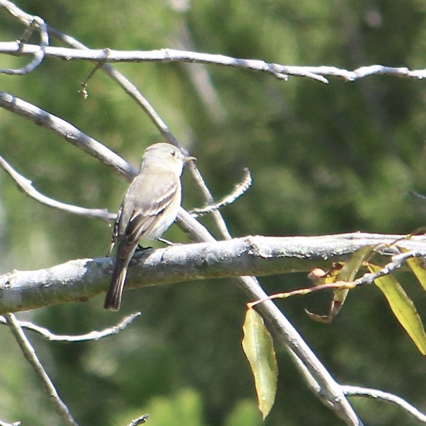 rbabox_la's tweet image. A Gray Flycatcher has been confirmed at Hopkins Wilderness Park ebird.org/checklist/S324… Photo: Anonymous eBirder #lacobirds #birding