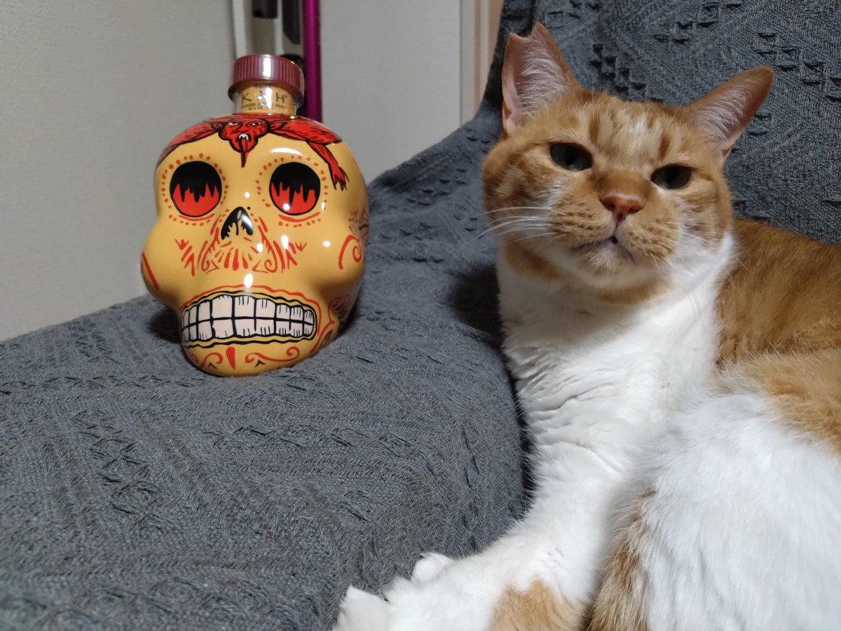 猫とテキーラ