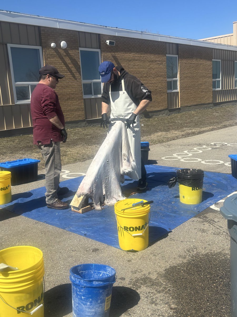 stlukercsd's tweet photo. Fleshing the deer hide today with Angus. #landbasedlearning #indigenouseducation https://t.co/fylysUz90k