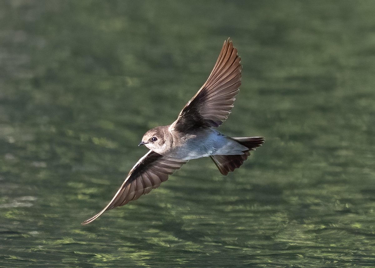 VenusNabs's tweet image. Northern Rough-winged Swallows were busy this afternoon at the Central Park Pool #Birdcpp #birds #Birdphotography #nature #wildlife #birdsseenin2026 #CanonPhotography