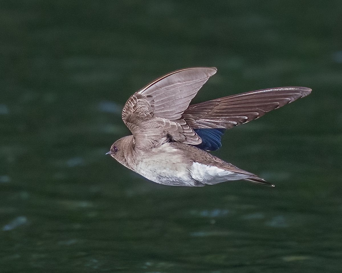 VenusNabs's tweet image. Northern Rough-winged Swallows were busy this afternoon at the Central Park Pool #Birdcpp #birds #Birdphotography #nature #wildlife #birdsseenin2026 #CanonPhotography