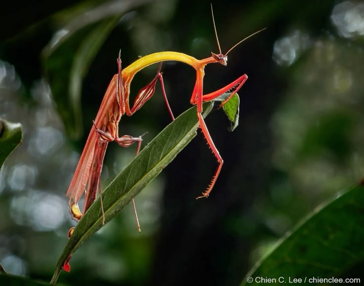 Love4Freud's tweet photo. MANTIIIIIIIS #bugtwt (Mantis flor de dragón a la izquierda) (Mantis dragón peruana a la derecha). https://t.co/R4O4Pn3SIB