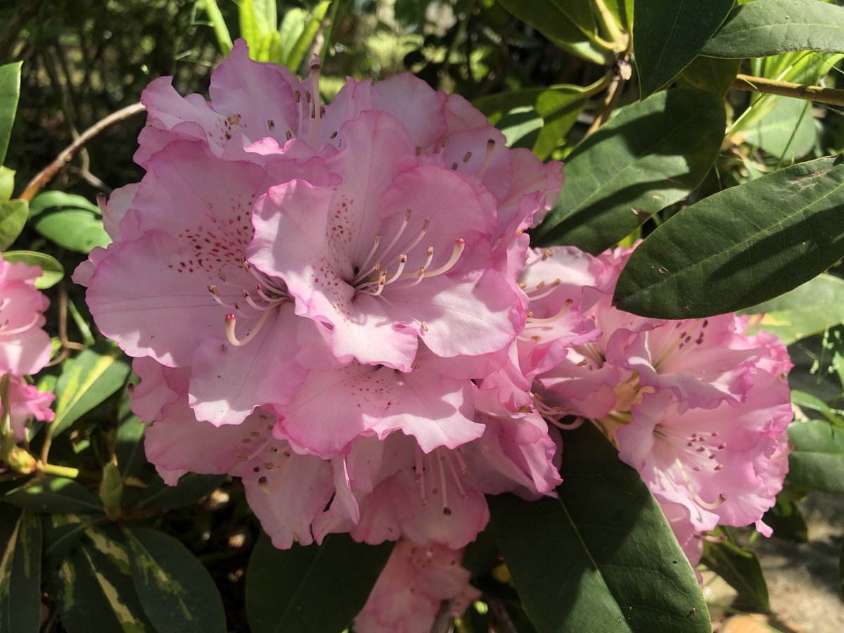 萬衛門 tweet media