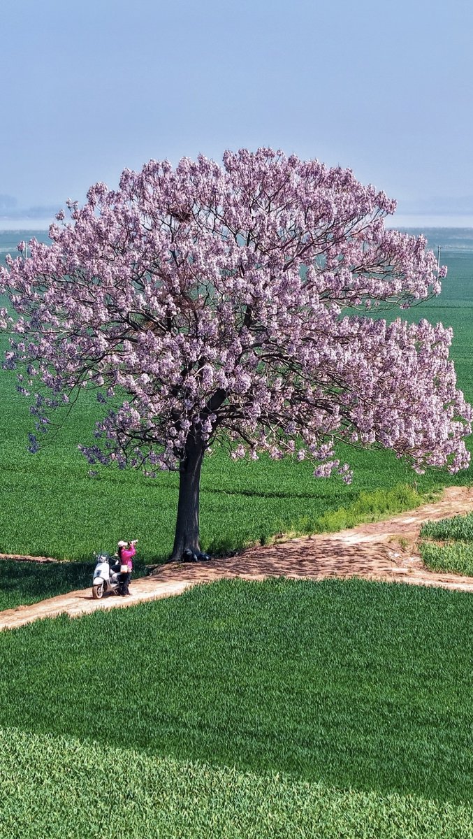 Where_Zhengzhou's tweet image. Morning in Zhengzhou—where one tree can bloom like a quiet festival in the fields. 🌸
Take the slow road today, beauty is already waiting.
#GoodMorningZhengzhou #SpringVibes #SlowLiving