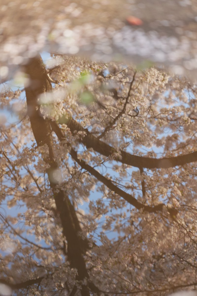 mike0613's tweet image. #街撮り
#SonyAlpha 
#α7V
#桜
#大阪