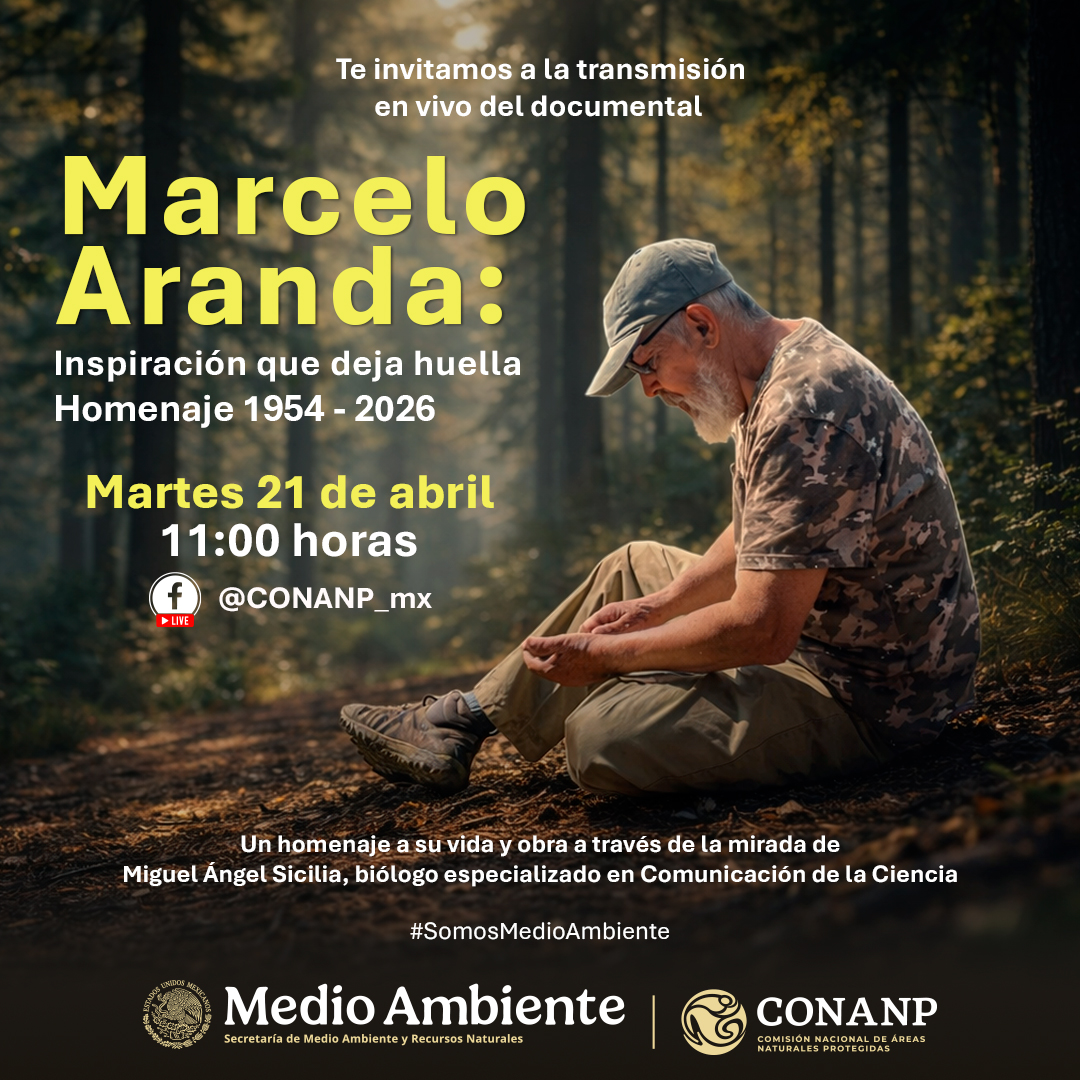 CONANP_mx's tweet image. ¡Es hoy, es hoy!

Te invitamos a la transmisión en vivo del documental "Marcelo Aranda: Inspiración que deja huella - Homenaje 1954 - 2026", de Miguel Ángel Sicilia. 🐾

Hoy, a las 11:00 horas, en nuestro #FacebookLive. 💻

#SomosNaturaleza #GuardianesDeLaNaturaleza 💚✨