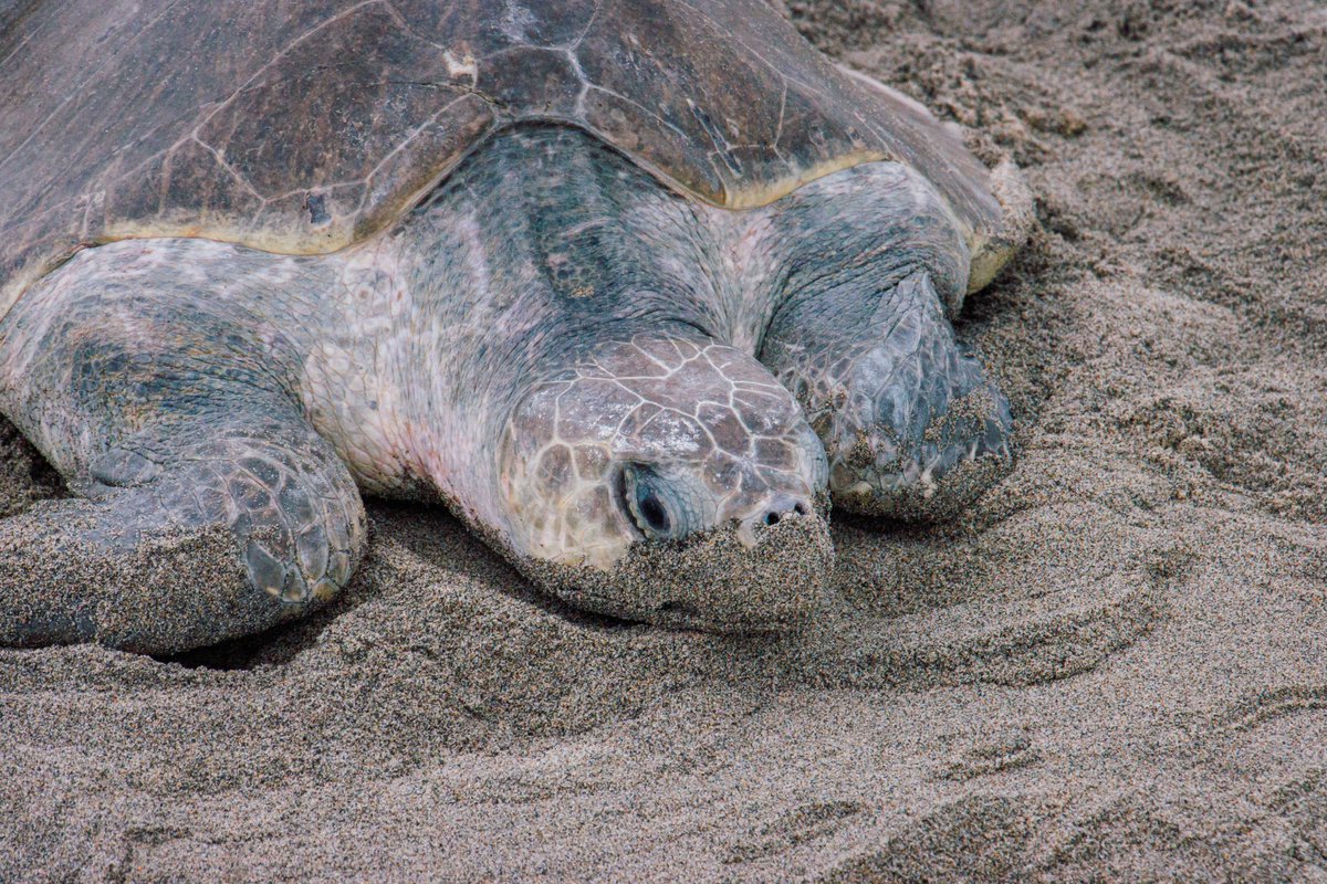 SEE Turtles tweet media