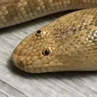 Leviarg7's tweet photo. Ainda não ganha dessa cobra boboca kkhkhkkgkk https://t.co/XKKIZMkPF6