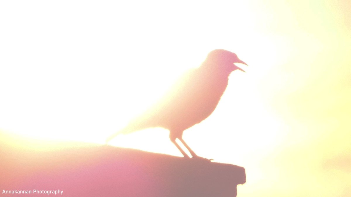 annakannan's tweet image. Common Myna while Sunrise at Chennai, Tamilnadu | 21st April 2026

Photo by @Annakannan

#sun #sunrise #bird #birds #birdwatching #myna #nature #beauty #photography #annakannan