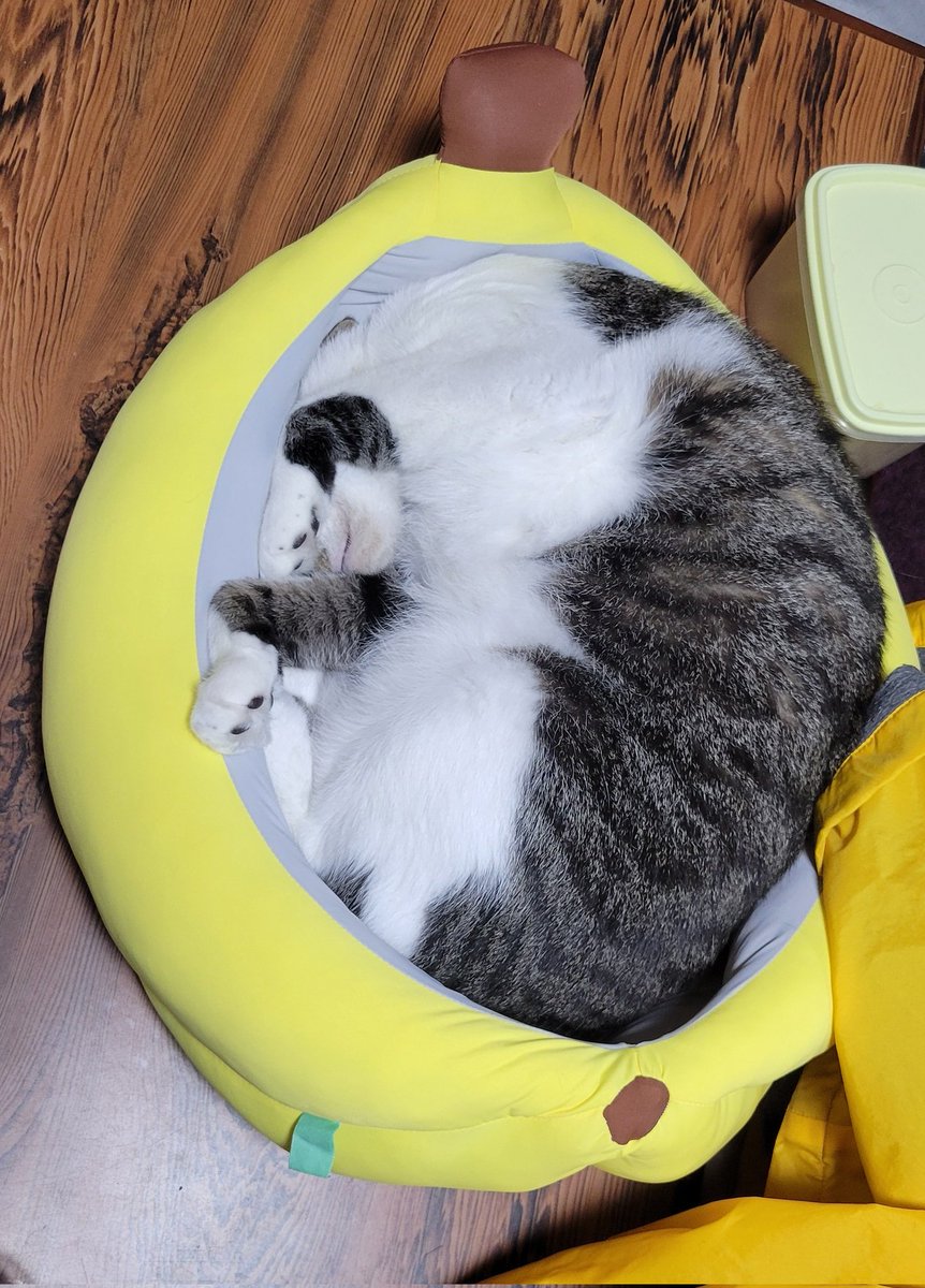 ぱっく tweet media