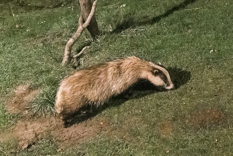 HourlyBadgers's tweet photo. [🔗](https://t.co/d0DQvzlmqv) https://t.co/21YtOfd1Gp