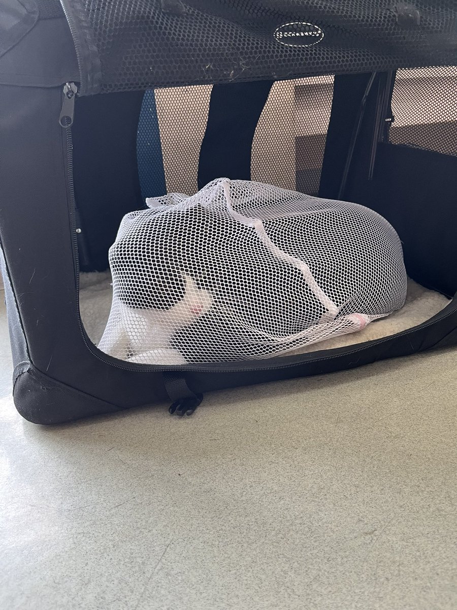 Cat for Light tweet media