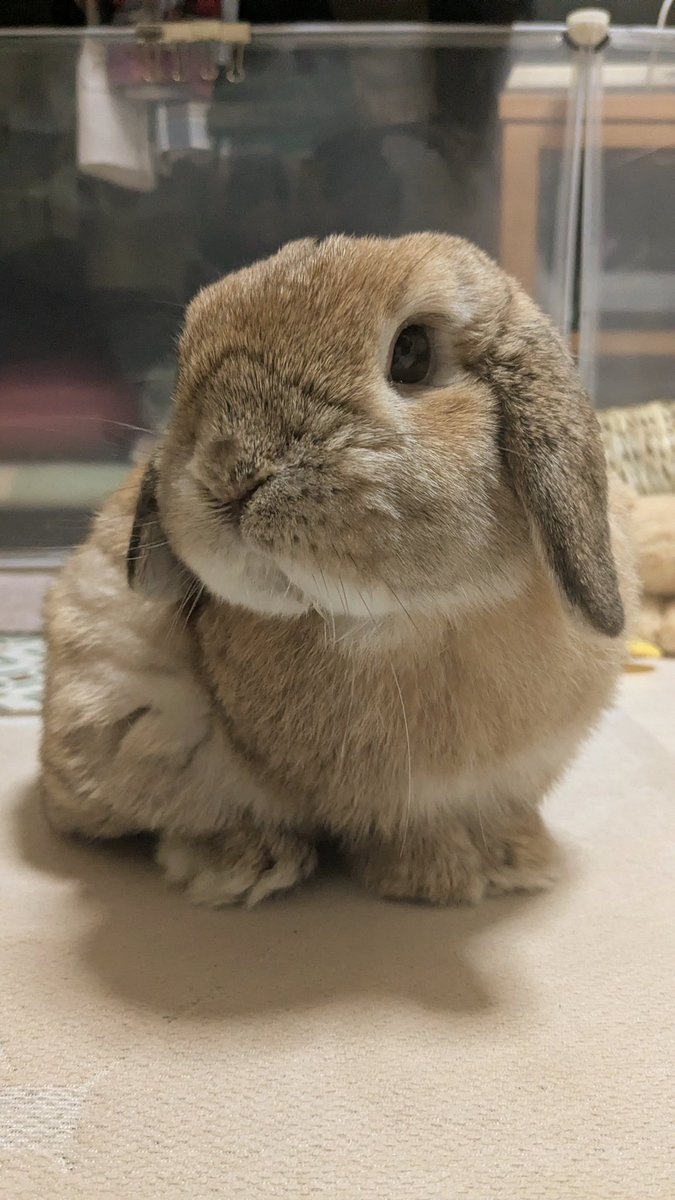 ヒロヤマ(けんた🐰) tweet media