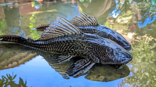 Masih jijik dengan ikan ini?  
Saya coba riset dan hasilnya mengejutkan.

Referensi
Hasnidar, Tamsil A, Akram AM, Hidayat T. (2021). Analisis kimia ikan sapu-sapu (Pterygoplichthys pardalis Castelnau 1855) dari Danau Tempe Sulawesi Selatan, Indonesia. Jurnal Pengolahan Hasil