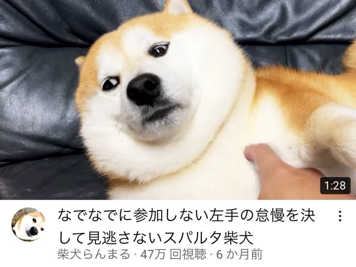 Cat is life ~猫は人生~ tweet media