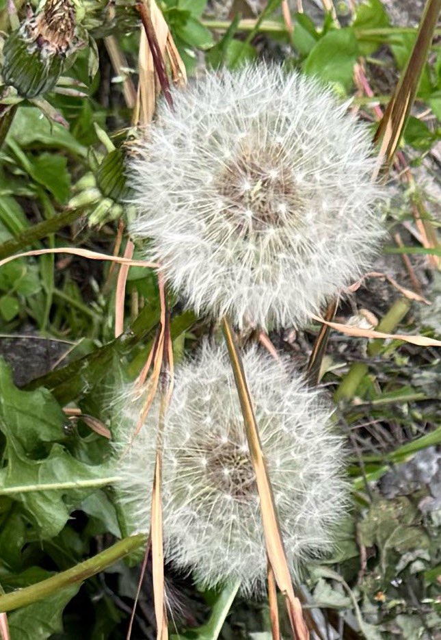 miwaがや tweet media