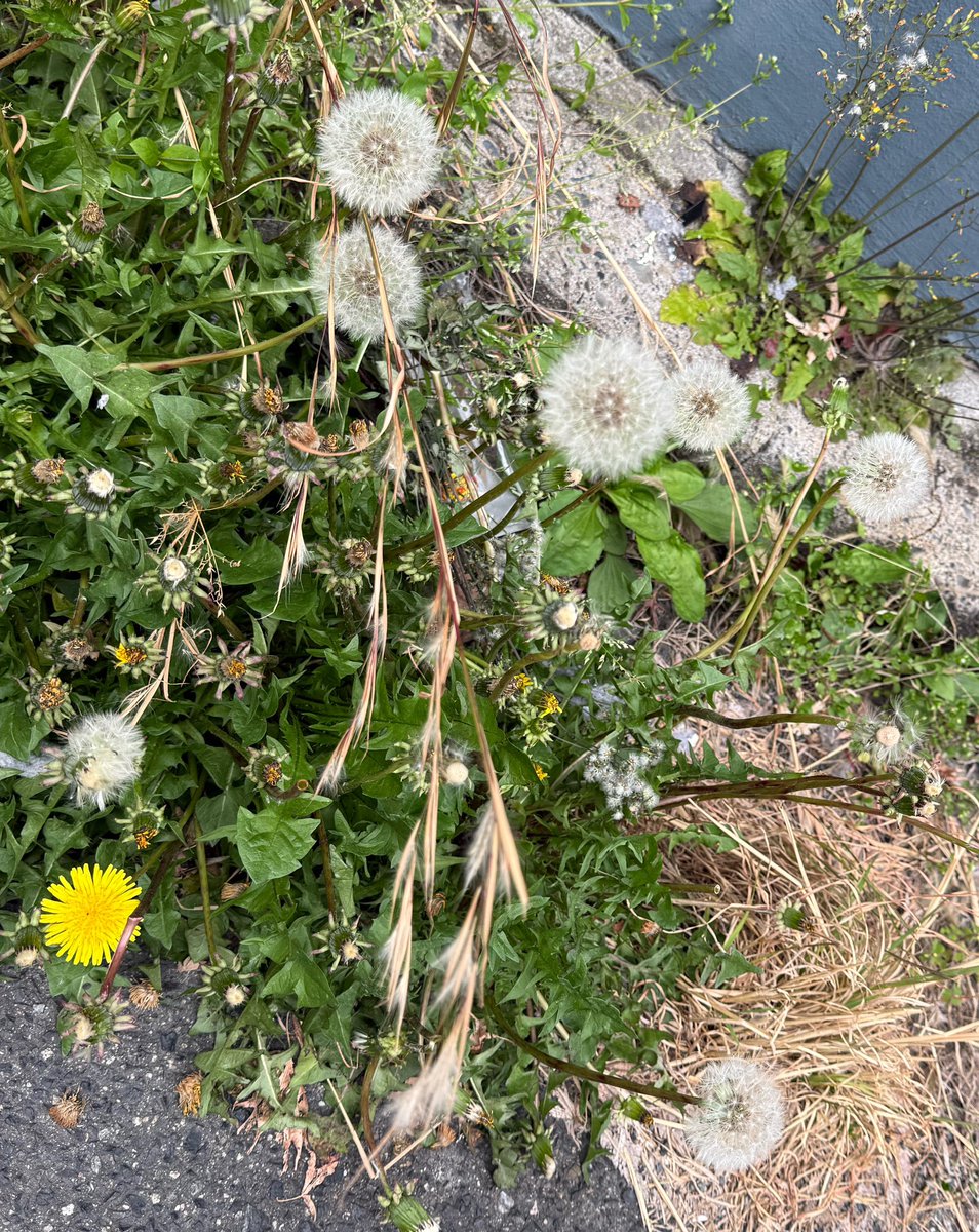 miwaがや tweet media