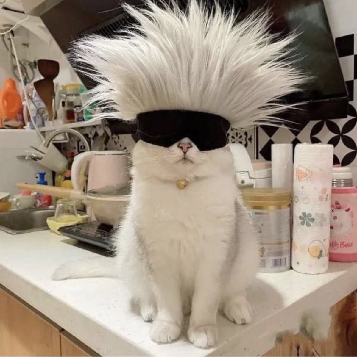 Cat is life ~猫は人生~ tweet media