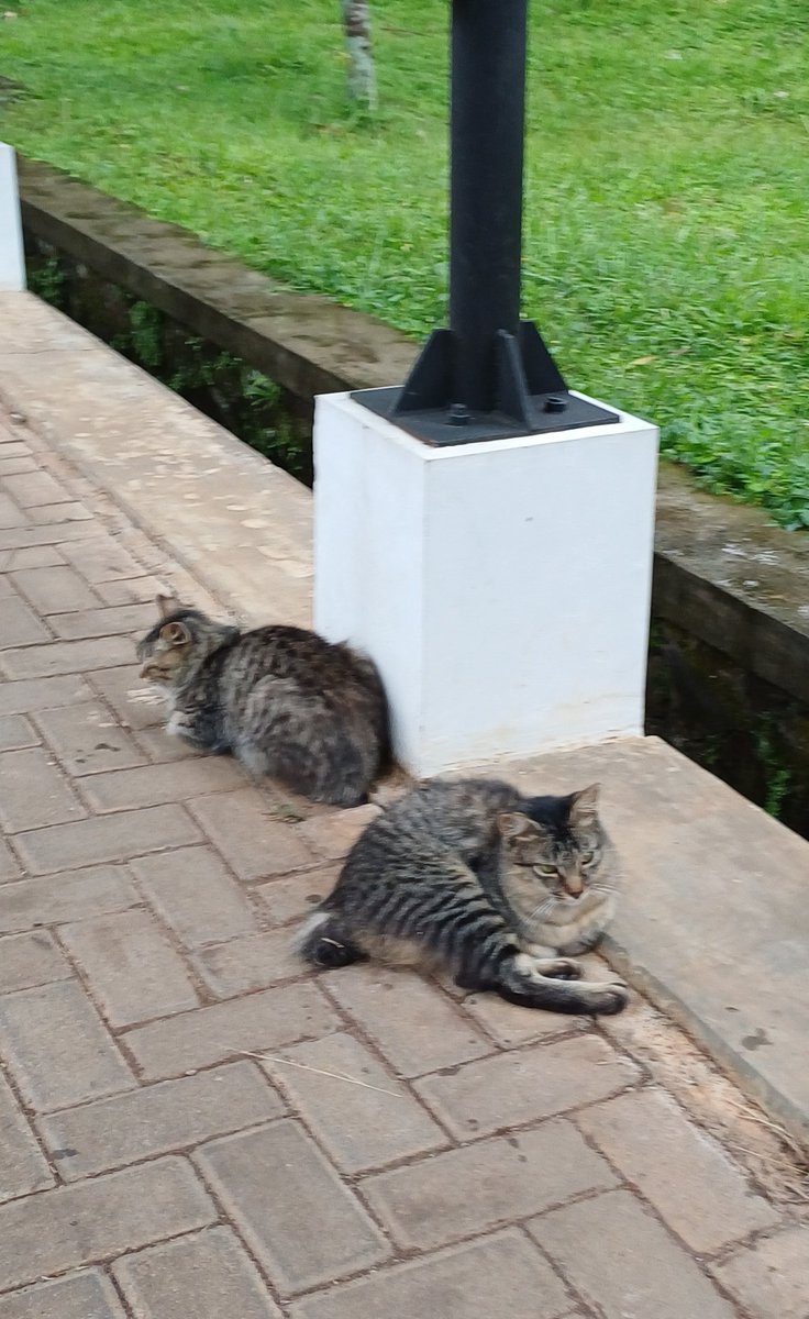genfest_itb's tweet photo. selamat pagi semuanya, yang liat ini harus post foto kucing

atmint yang mulai: https://t.co/wbC7gLXdYg