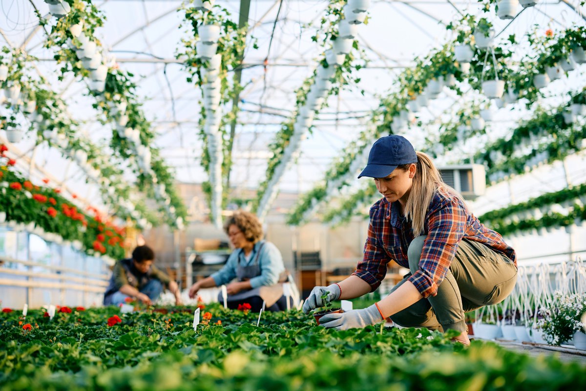 ProducenPulse's tweet image. NEW BLOG POST! This week’s blog from AJ Gill, MNP, discusses why it is crucial to keep on top of any pressures and chances of risk as greenhouse growers.
#Greenhouses #Growers #CanadianAgriculture #ProduceandPulse #Crops

produceandpulsejournal.com/2026/04/16/why…