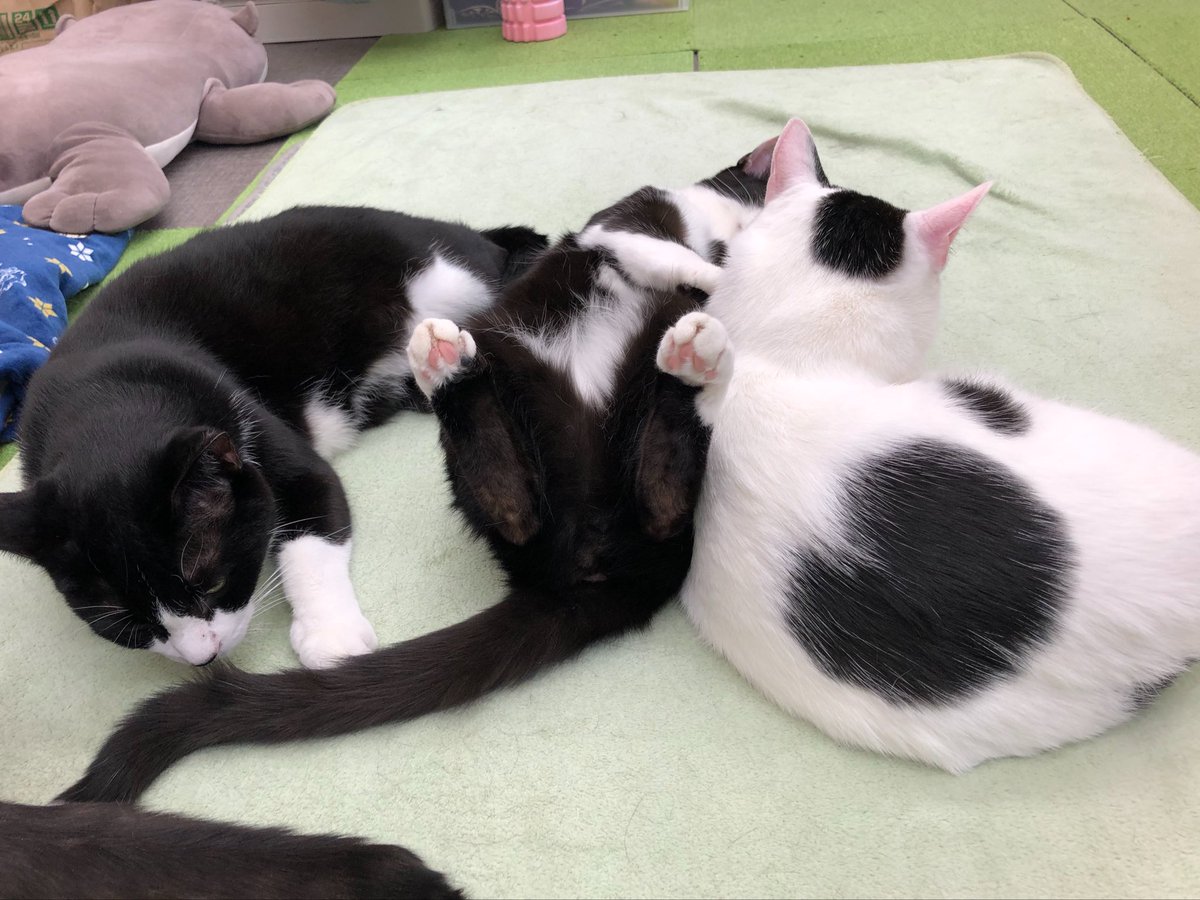 保護猫カフェ あいきゃっと tweet media