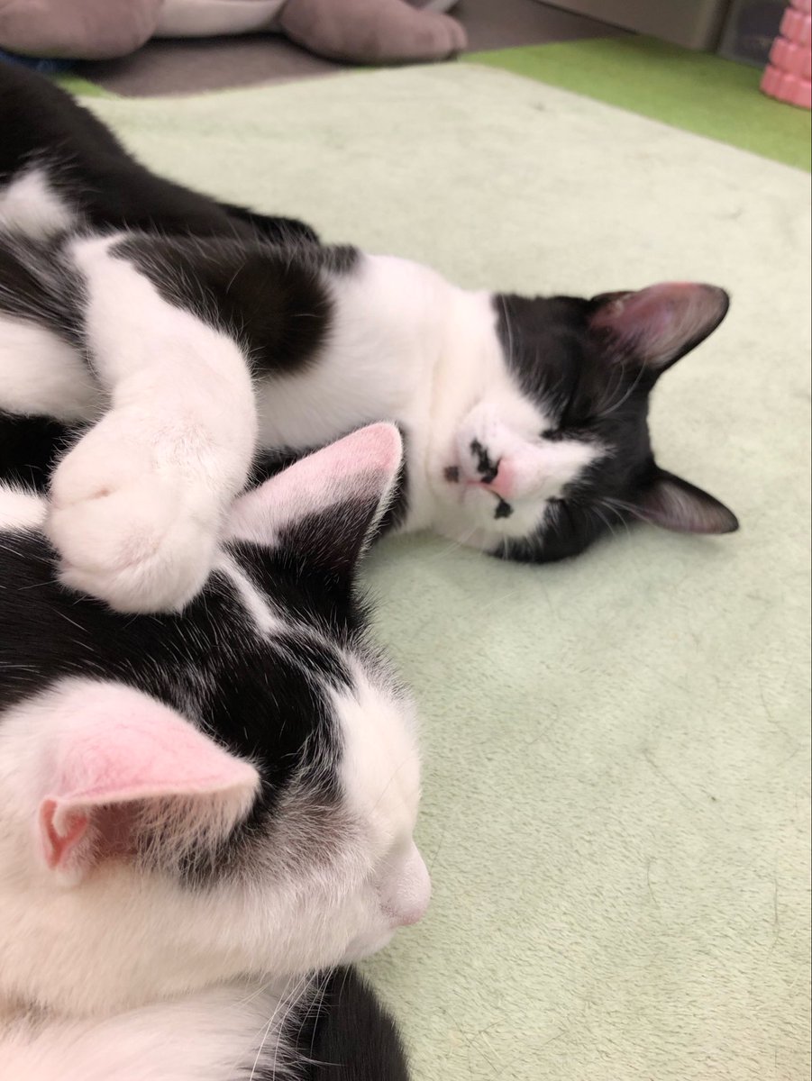 保護猫カフェ あいきゃっと tweet media