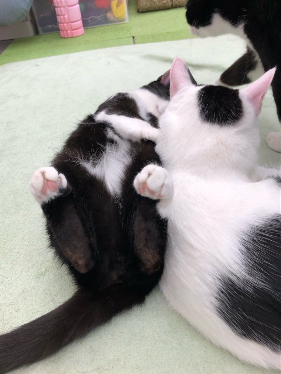 保護猫カフェ あいきゃっと tweet media