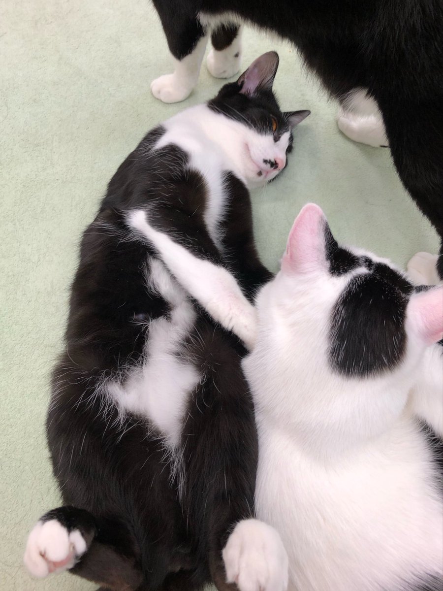 保護猫カフェ あいきゃっと tweet media