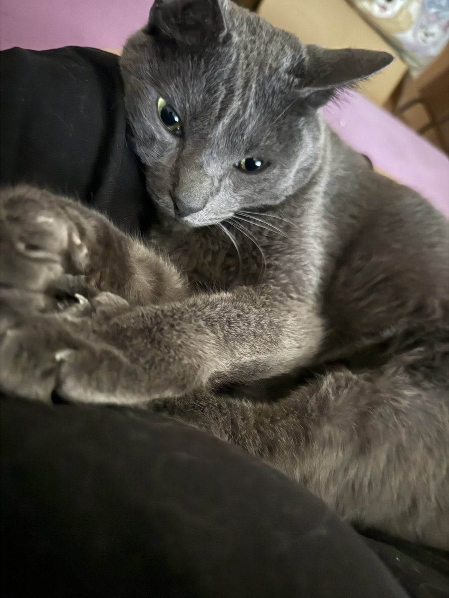 ますぶちさちよ tweet media