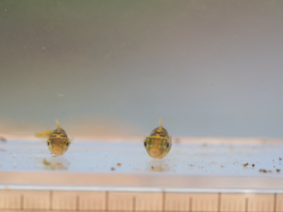 少年の水族館 tweet media