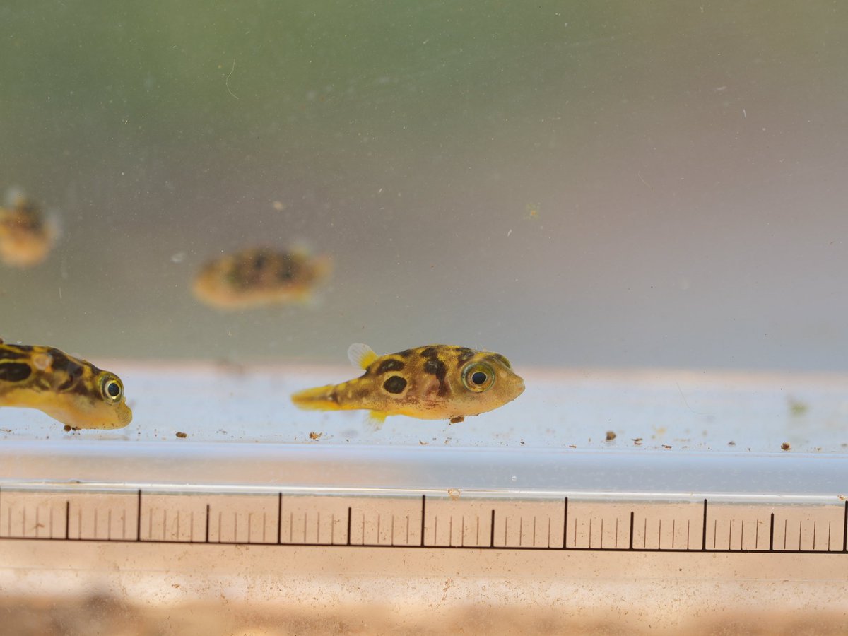 少年の水族館 tweet media