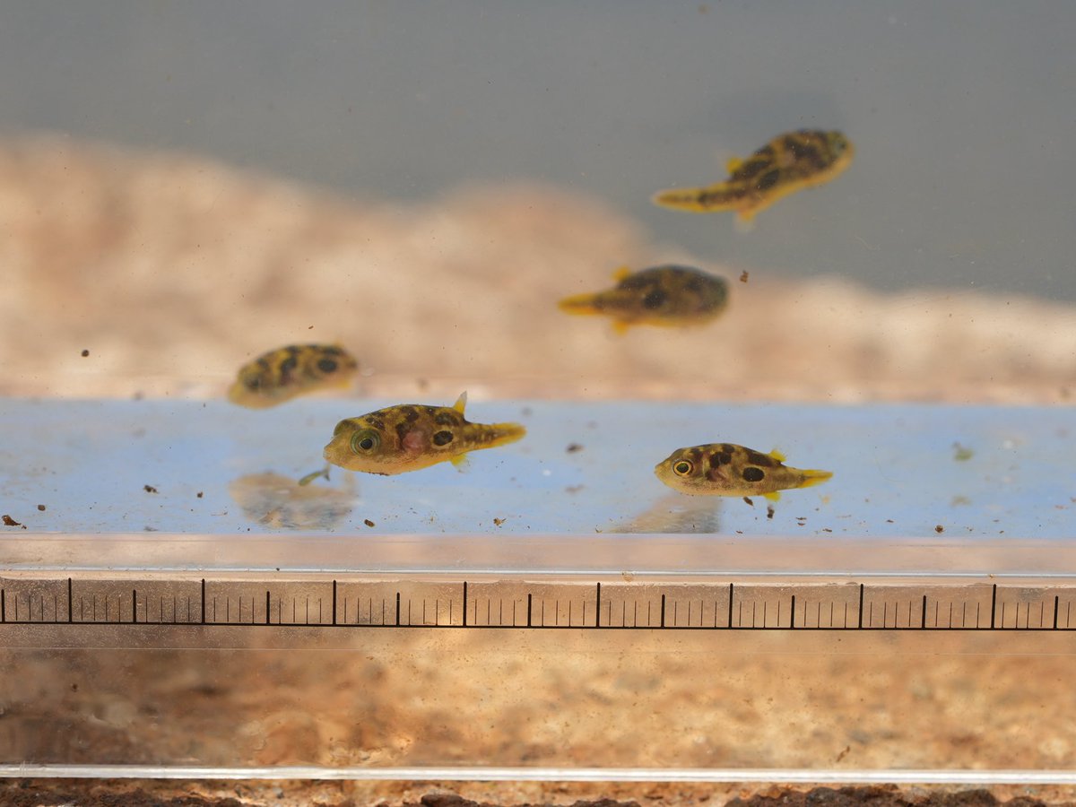 少年の水族館 tweet media