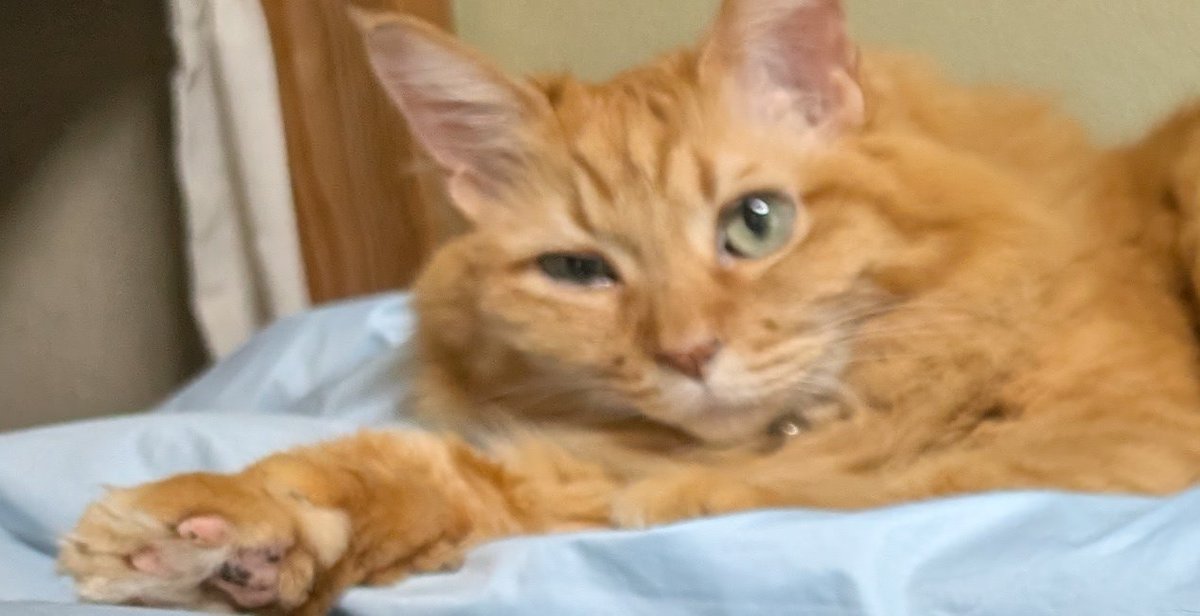 虎茶漬け マジミラ大阪参戦 tweet media