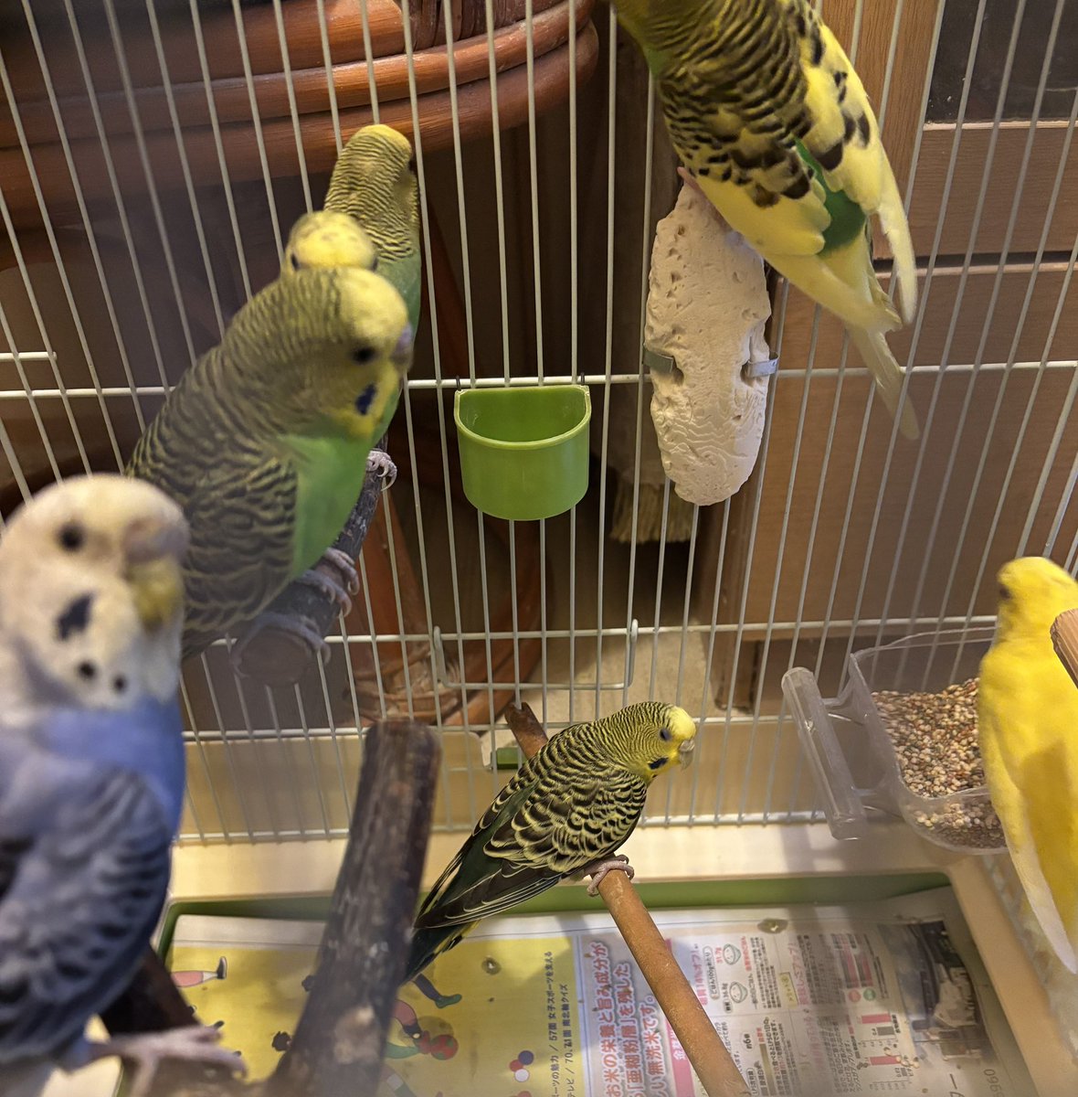 小鳥レスキュー隊の隊長 tweet media