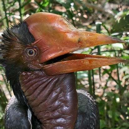 SUE the T. rex tweet media