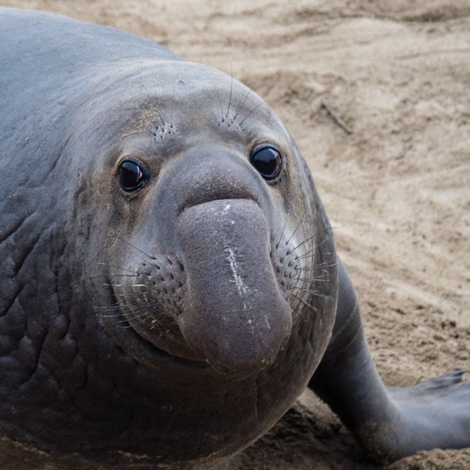 SUE the T. rex tweet media