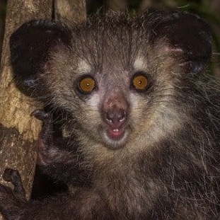 SUE the T. rex tweet media