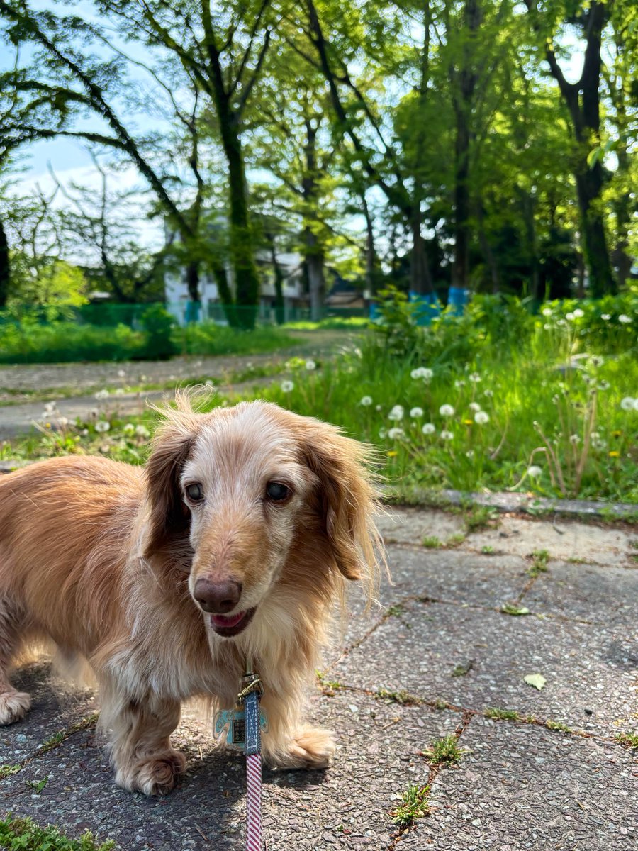 ゆきんこ🌸 tweet media