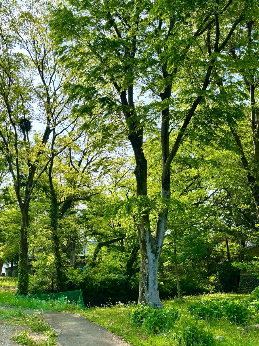 ゆきんこ🌸 tweet media