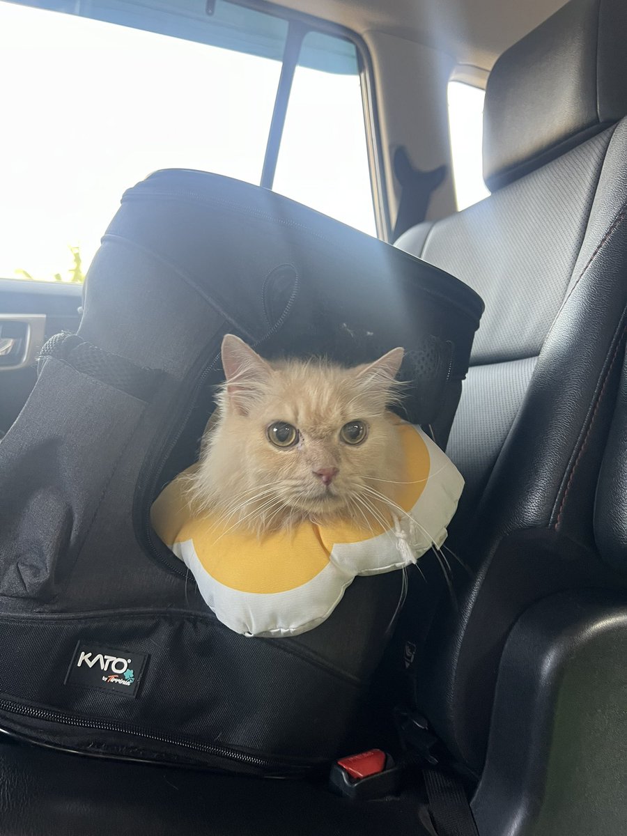 dedektofu's tweet photo. Siii boonga matahari otw mandi jamur lagi😙😙 https://t.co/DXAI2mV3HO