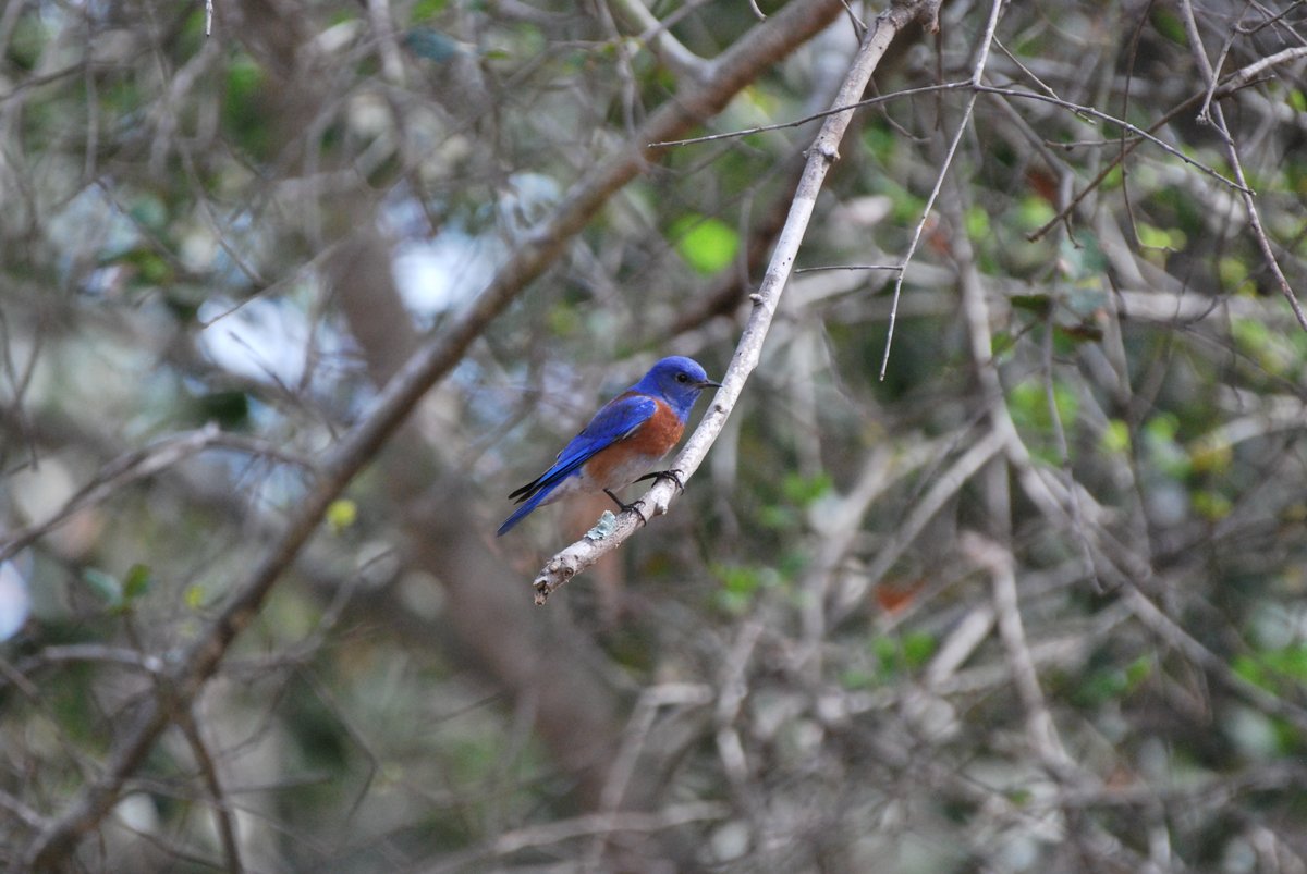 Hi im Rune tweet media