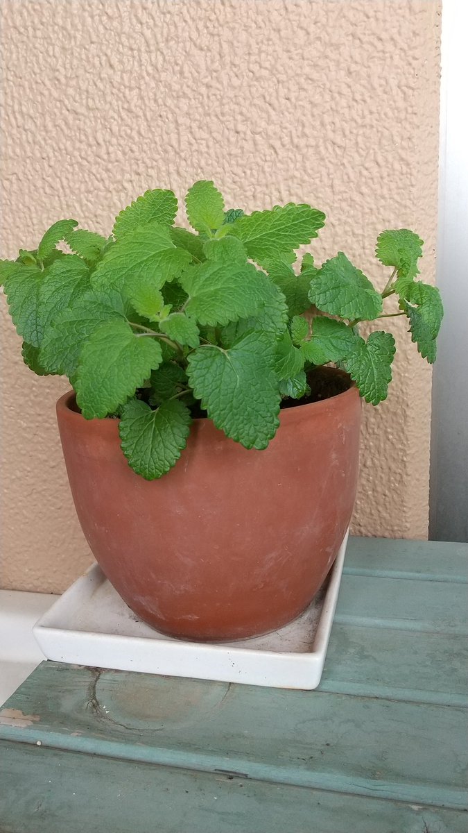 植え替えて１週間で、レモンバームがこんなに生長しました。清冽な香りの精油成分は含有率が極端に低いらしいので、フレッシュリーフは贅沢な楽しみ🌿。

個人的には青くさすぎて、お茶には少量を他のハーブとブレンドします。鎮静作用があるので、イライラ時などに飲んでほっこり😊。