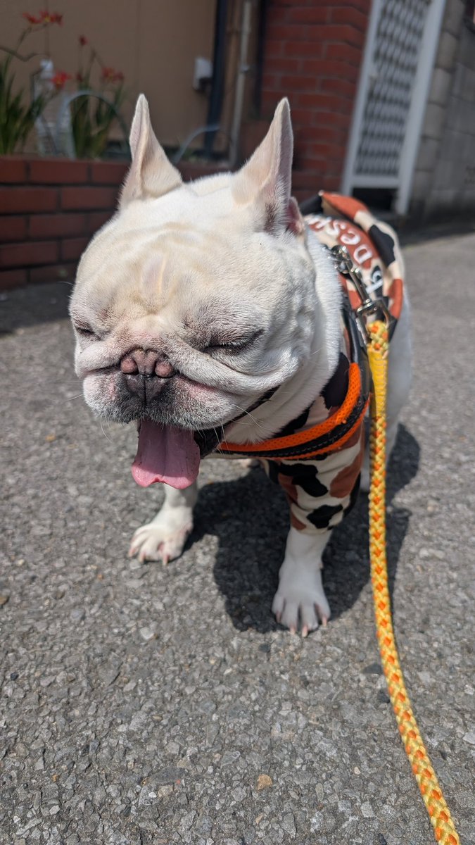 てる🐽 tweet media