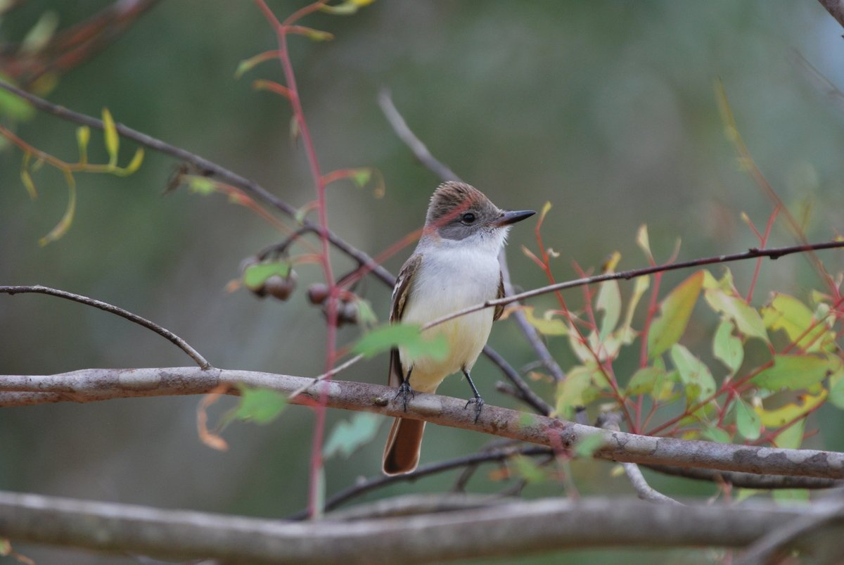 Hi im Rune tweet media